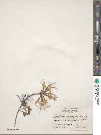 Rhododendron canescens image