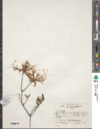 Rhododendron canescens image