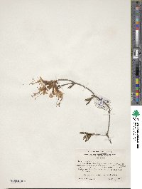 Rhododendron canescens image