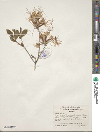 Rhododendron canescens image