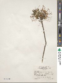 Rhododendron canescens image