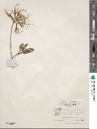 Rhododendron canescens image