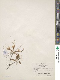 Rhododendron canescens image