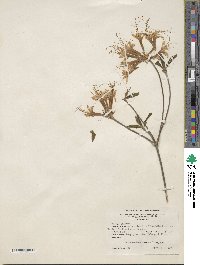 Rhododendron canescens image
