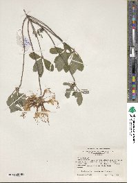 Rhododendron canescens image