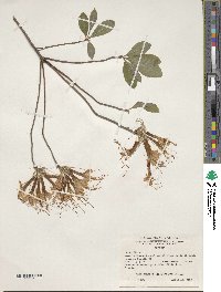 Rhododendron canescens image