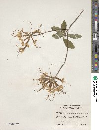 Rhododendron canescens image