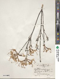 Rhododendron canescens image