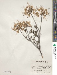 Rhododendron canescens image