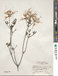 Rhododendron canescens image
