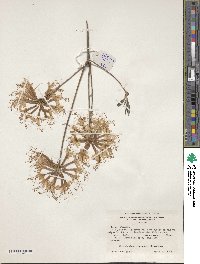 Rhododendron canescens image