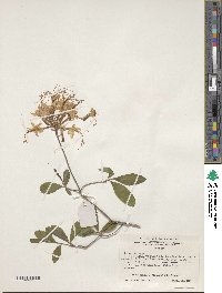 Rhododendron canescens image