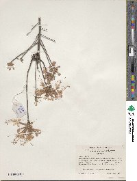Rhododendron canescens image
