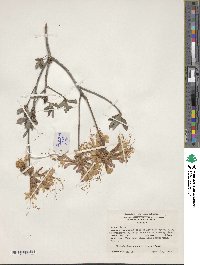 Rhododendron canescens image