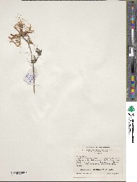 Rhododendron canescens image