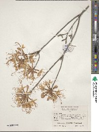 Rhododendron canescens image