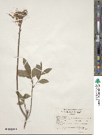 Rhododendron canescens image
