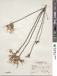 Rhododendron canescens image