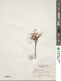 Rhododendron canescens image