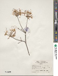 Rhododendron canescens image