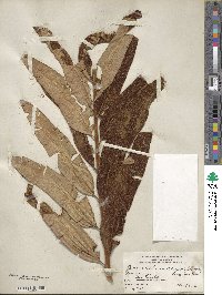 Acrostichum danaeifolium image