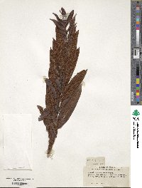 Acrostichum danaeifolium image