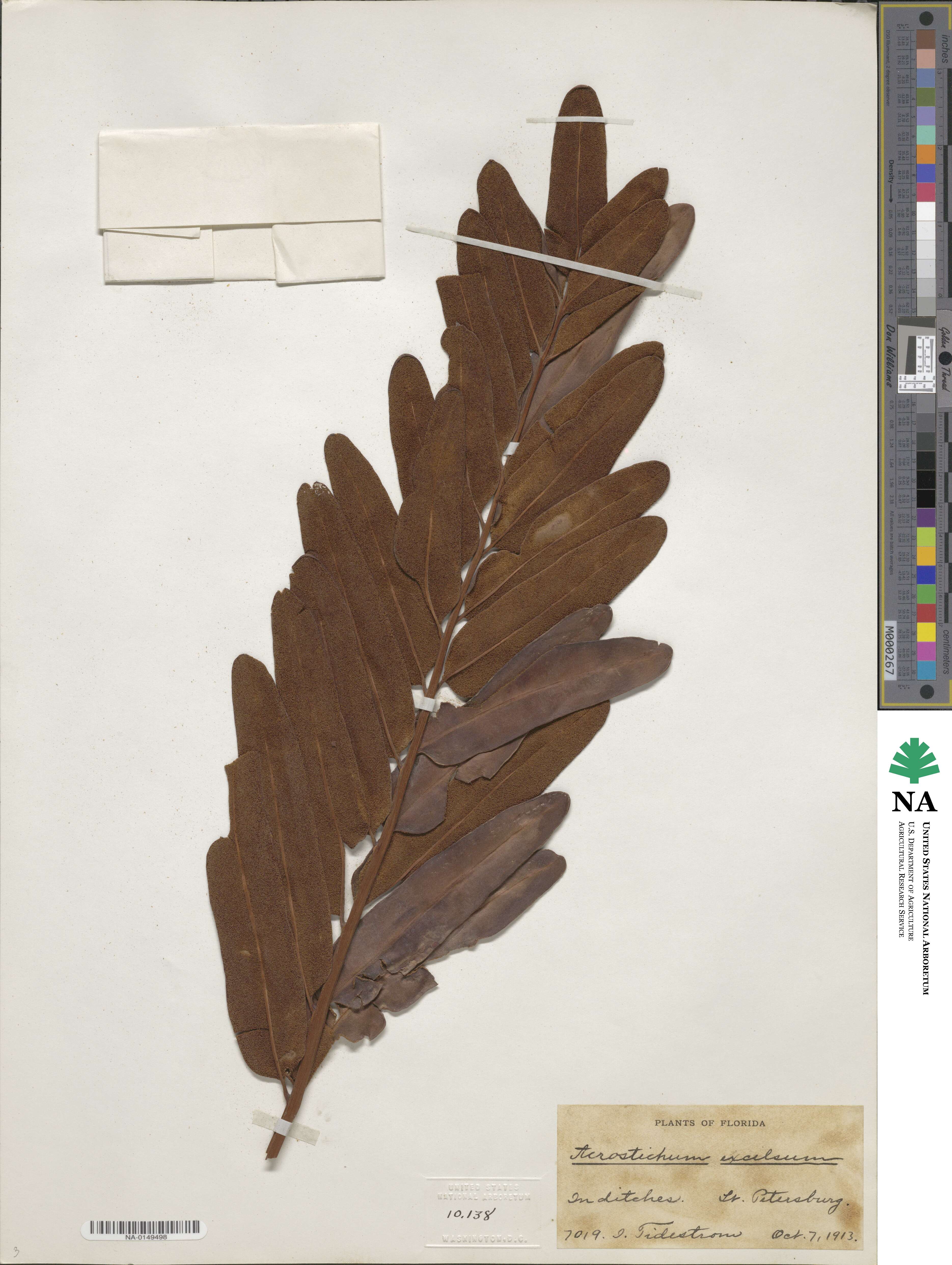 Acrostichum danaeifolium image
