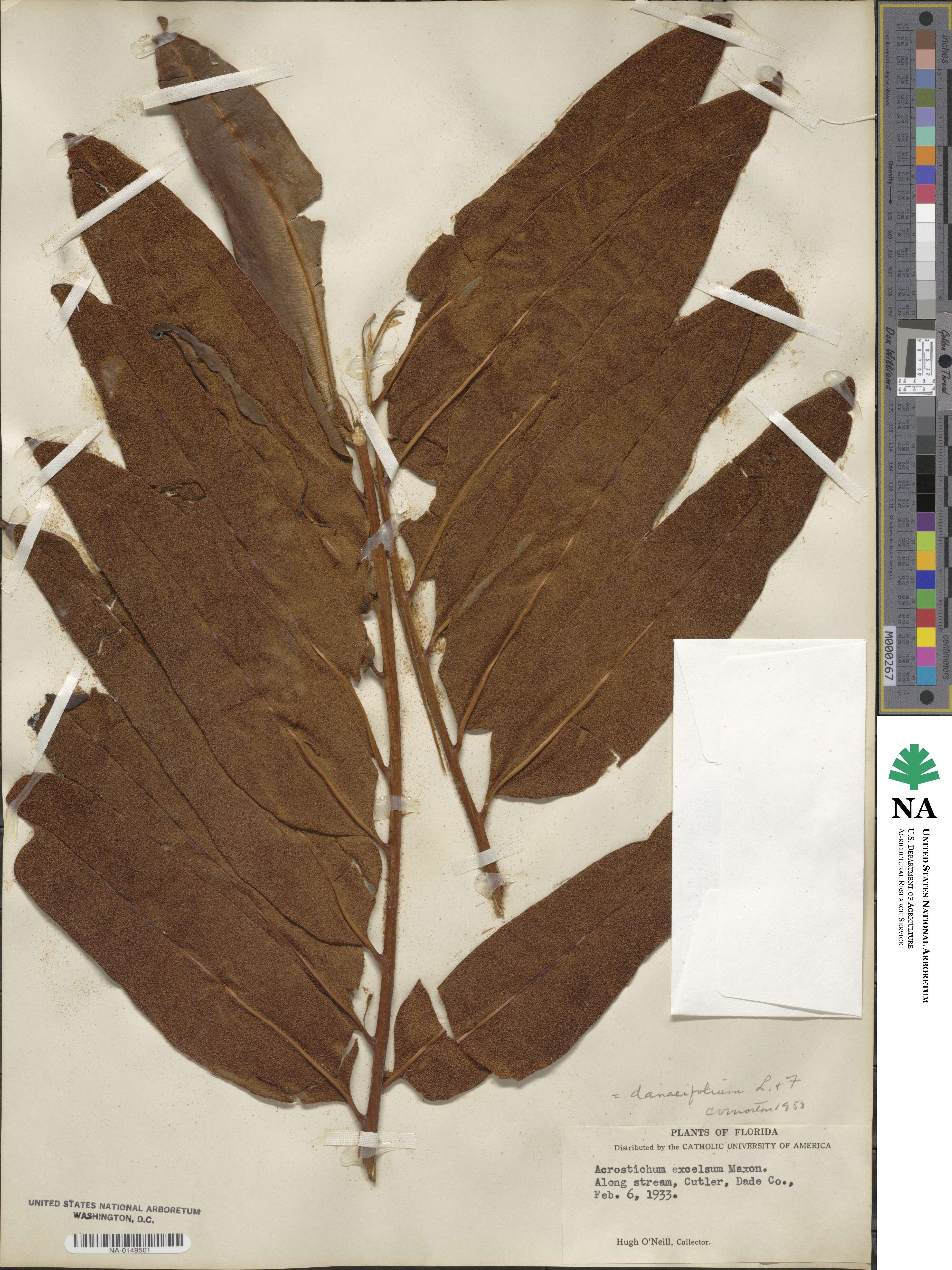 Acrostichum danaeifolium image