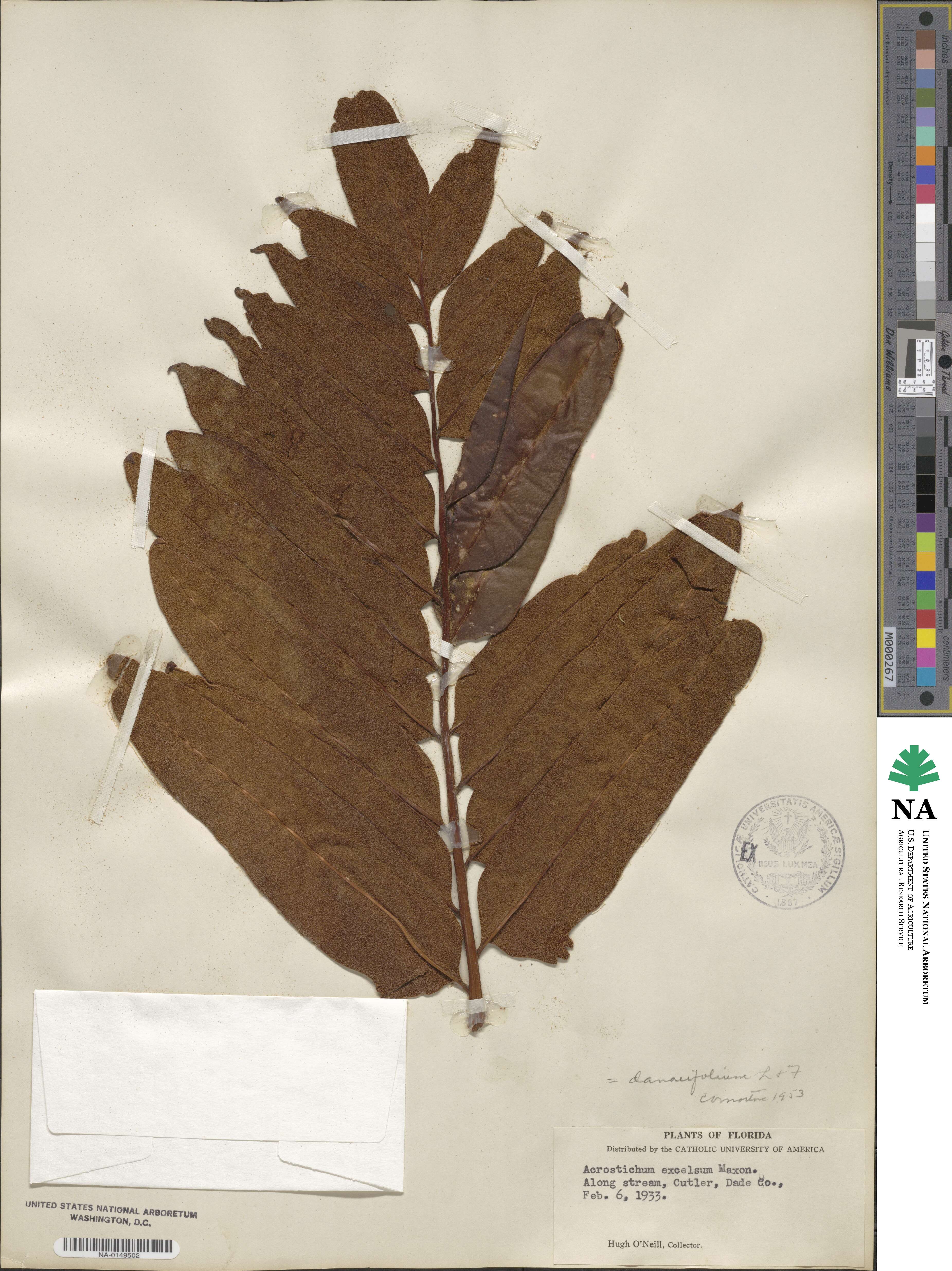 Acrostichum danaeifolium image