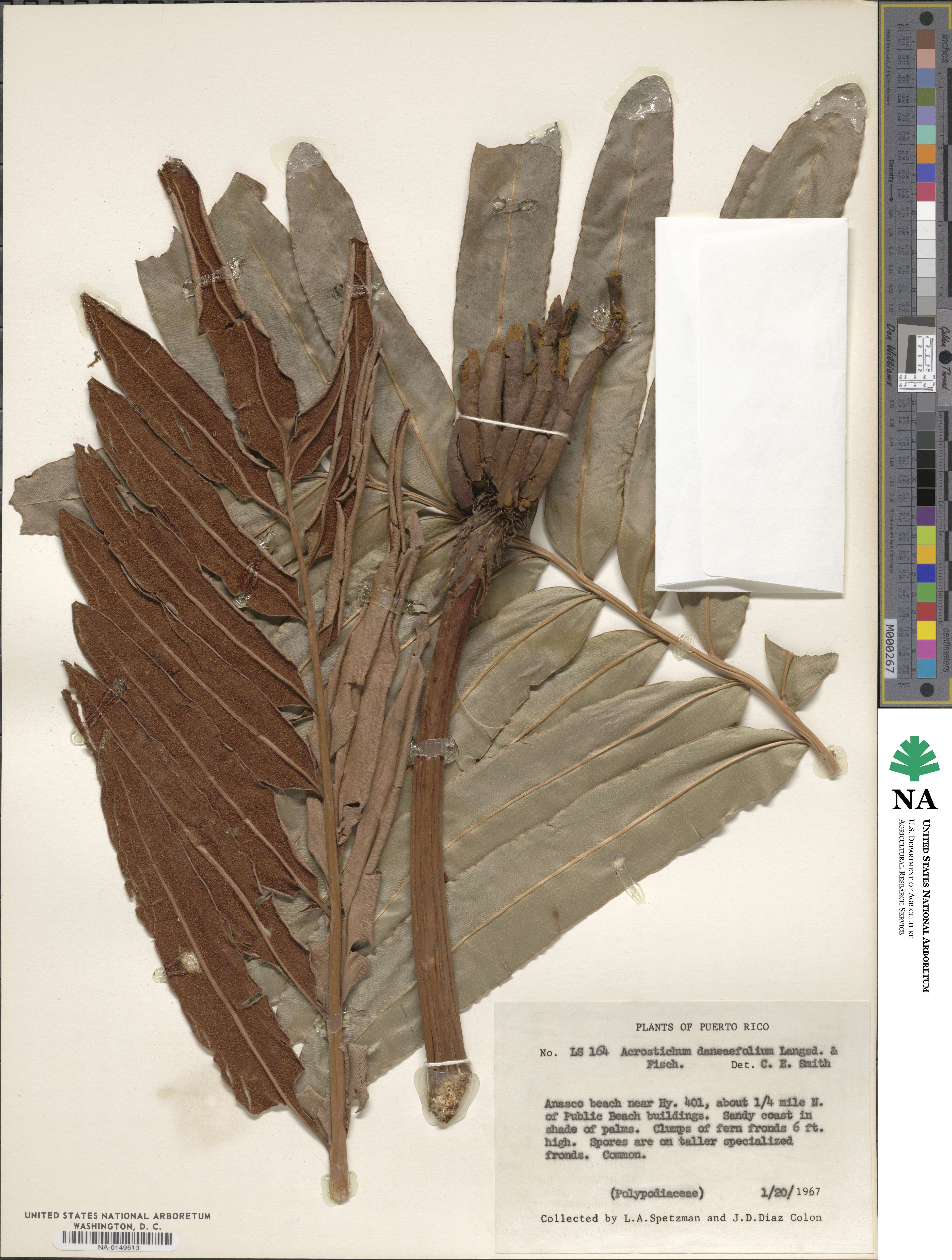 Acrostichum danaeifolium image