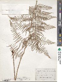 Polybotrya osmundacea image