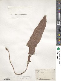 Elaphoglossum crassifolium image