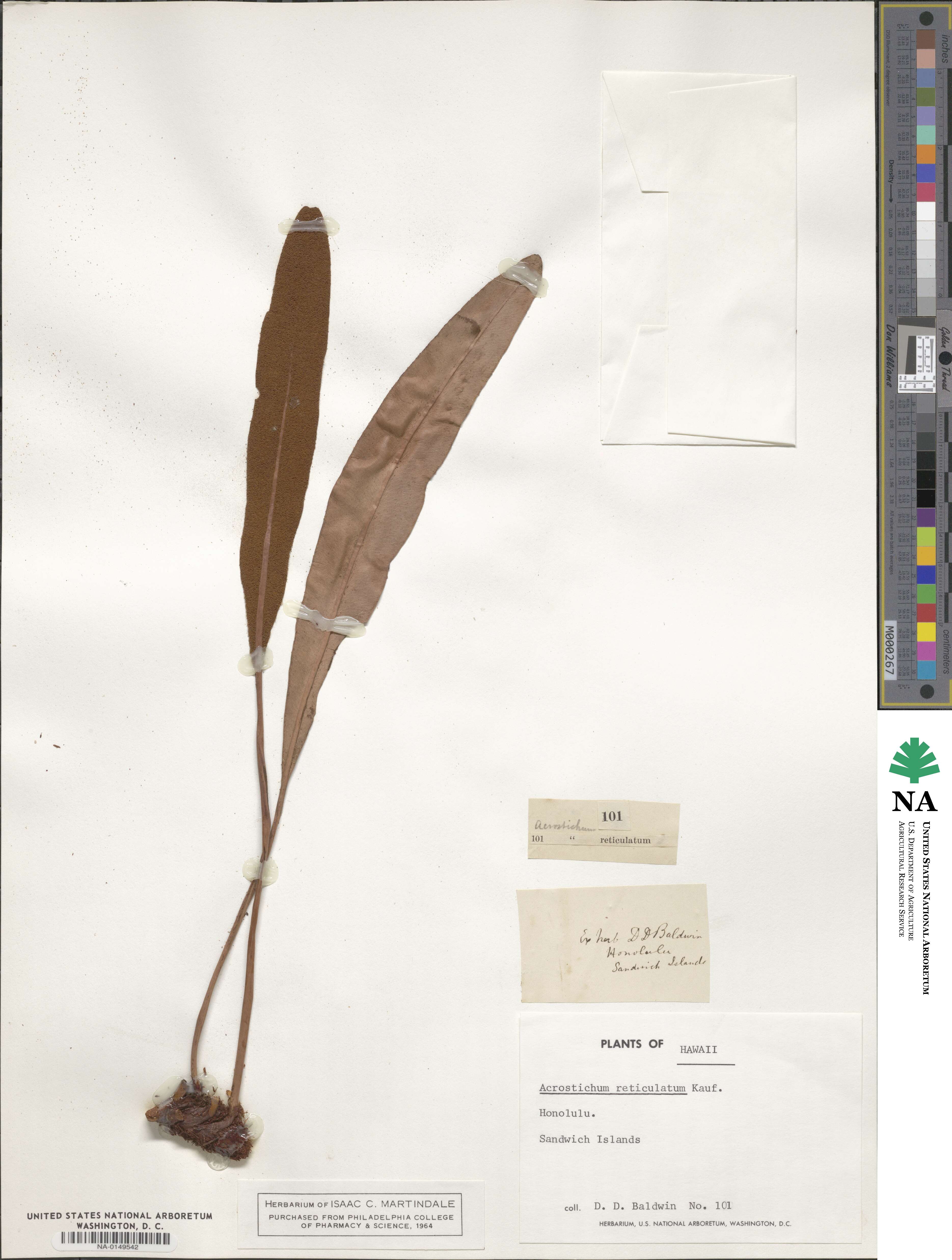 Elaphoglossum crassifolium image