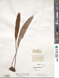 Elaphoglossum crassifolium image