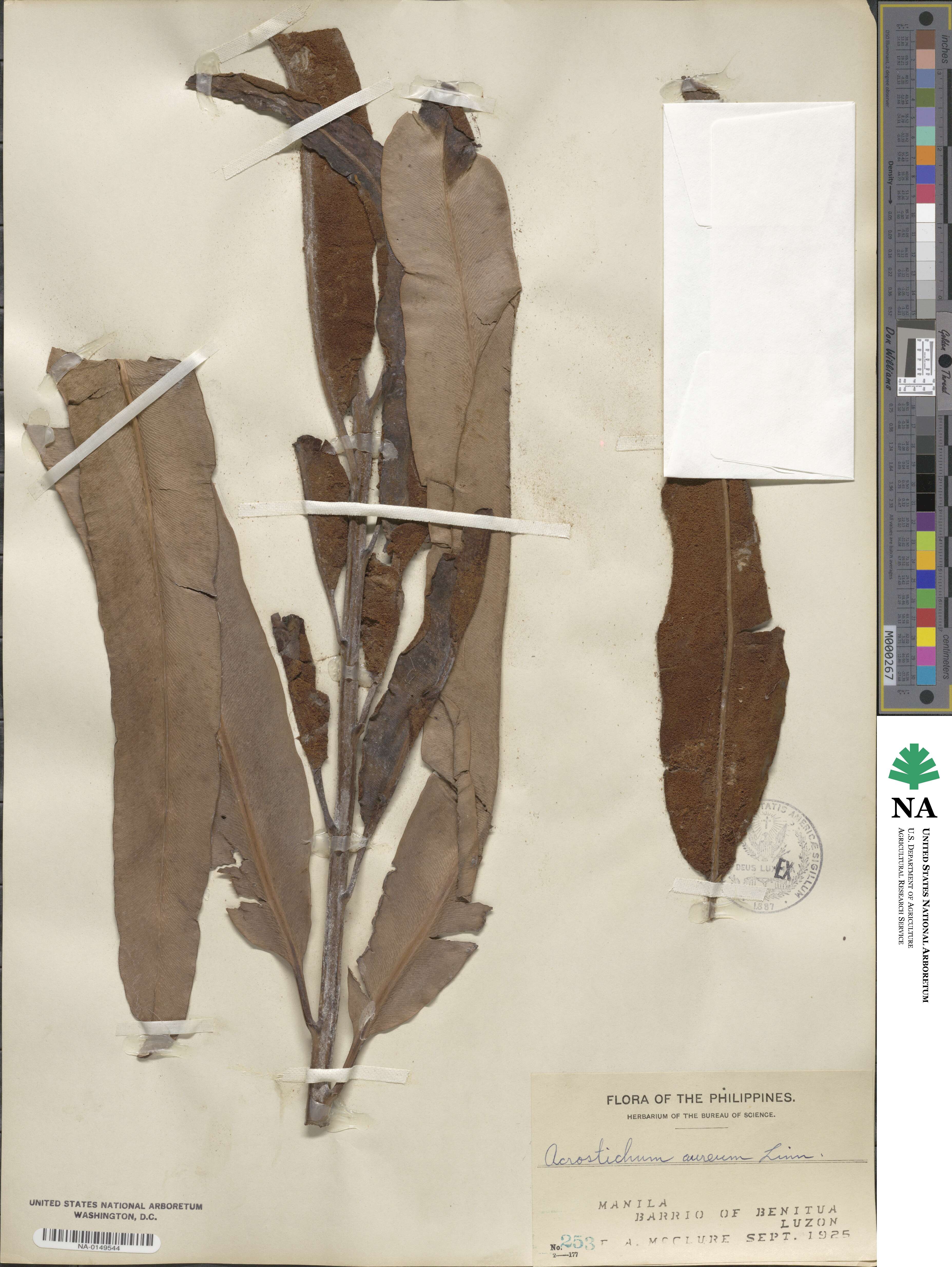 Acrostichum aureum image