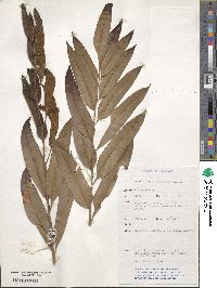 Acrostichum speciosum image