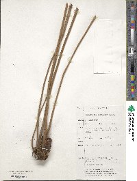 Acrostichum speciosum image