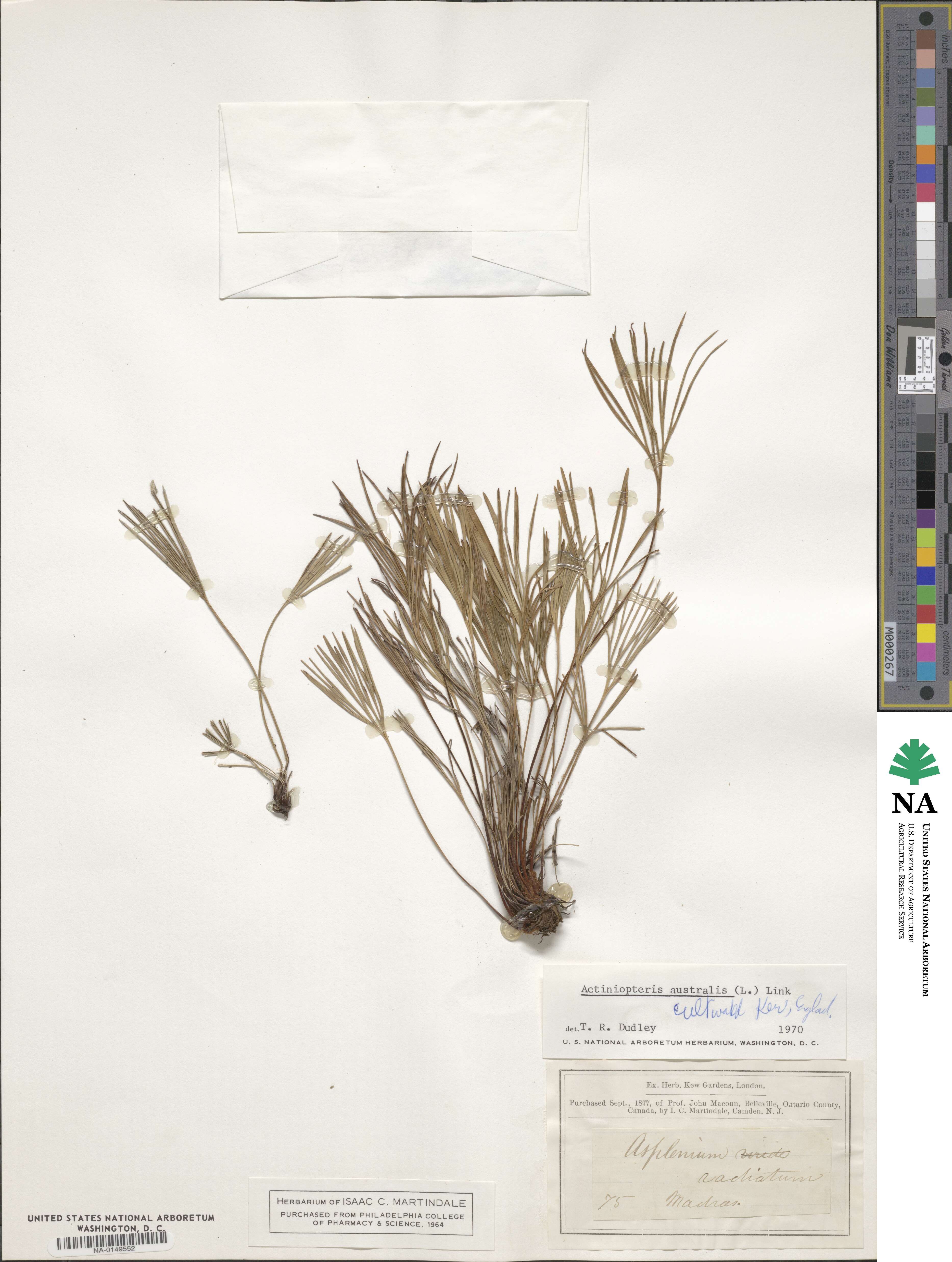 Actiniopteris australis image