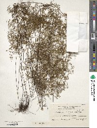 Adiantopsis dichotoma image