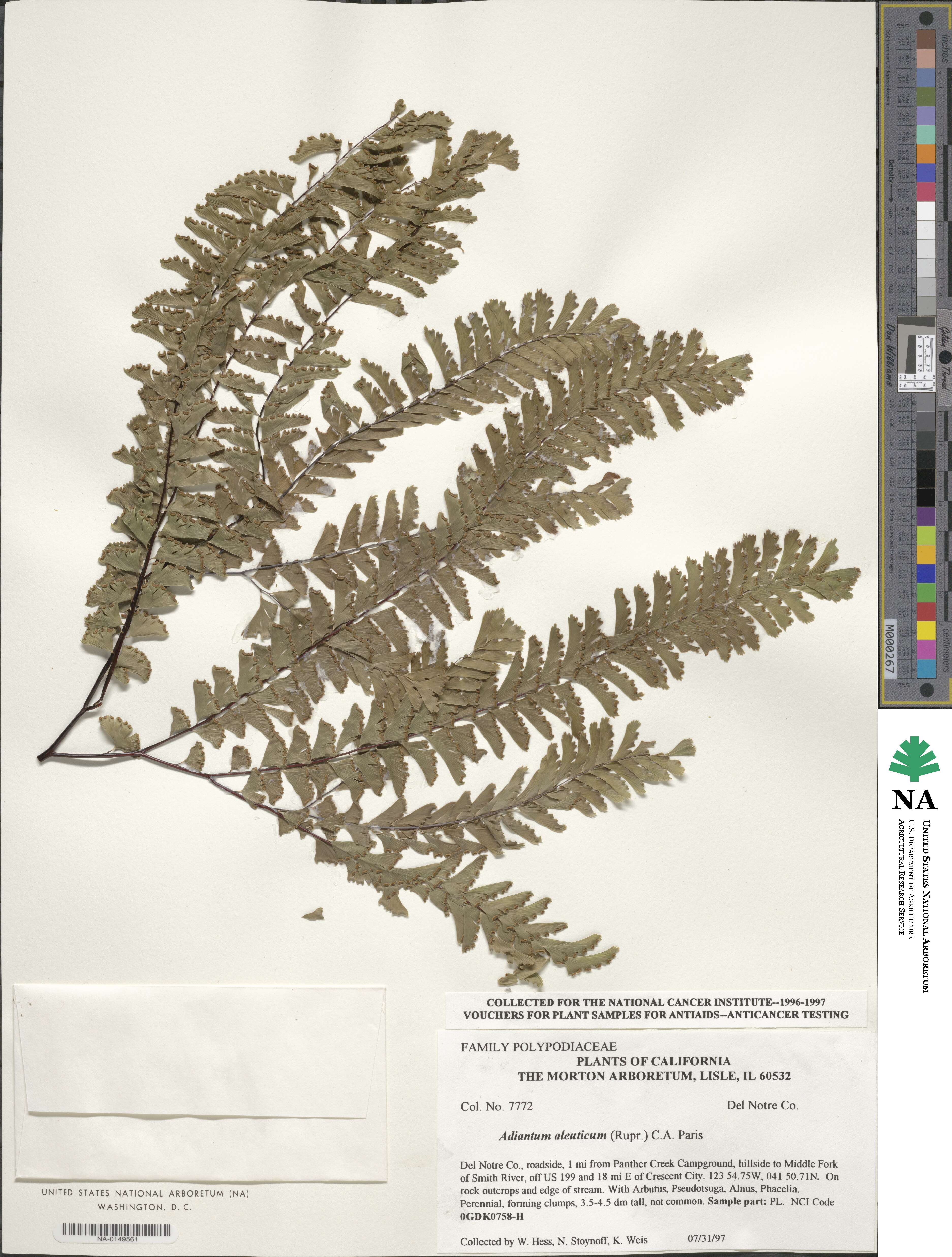 Adiantum aleuticum image