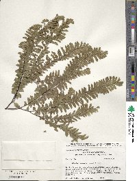 Image of Adiantum aleuticum