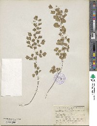 Adiantum capillus-veneris image