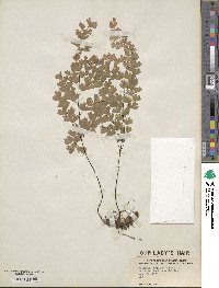 Adiantum capillus-veneris image