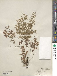 Adiantum capillus-veneris image