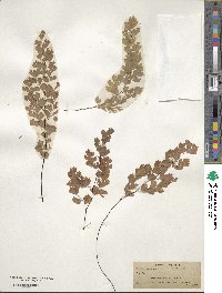 Adiantum capillus-veneris image