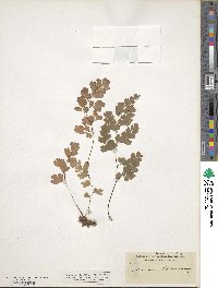 Adiantum capillus-veneris image