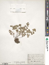 Adiantum capillus-veneris image