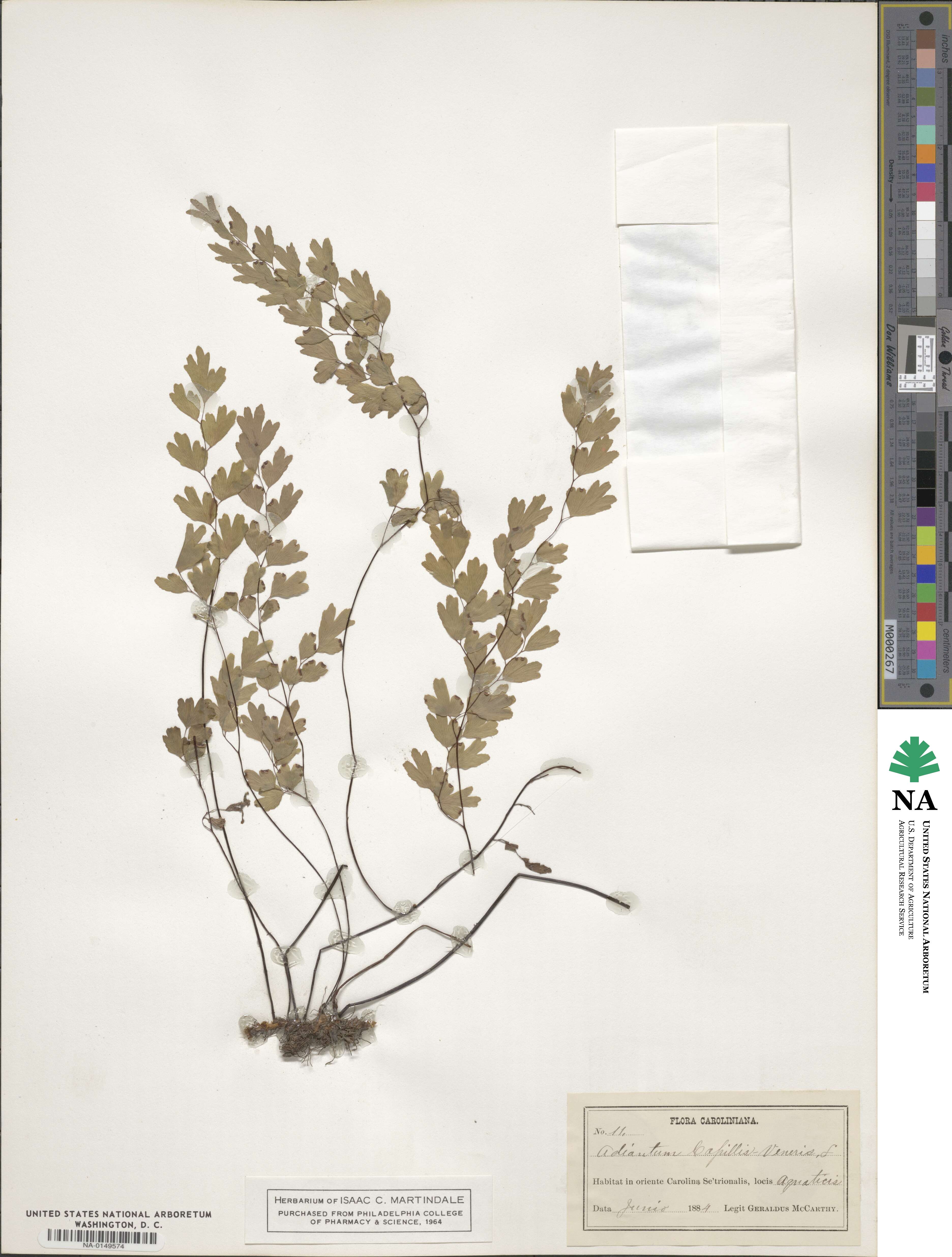 Adiantum capillus-veneris image