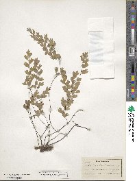 Adiantum capillus-veneris image