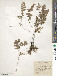 Adiantum capillus-veneris image